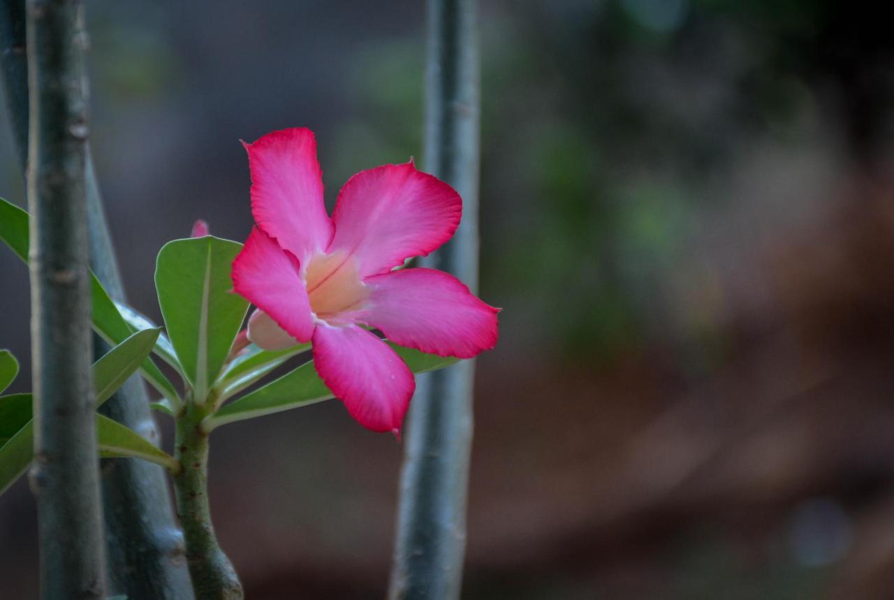 Janu Homestay Tangalle Buitenkant foto