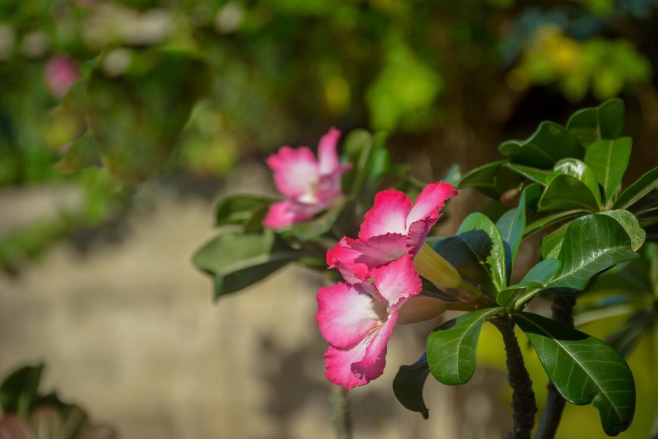 Janu Homestay Tangalle Buitenkant foto