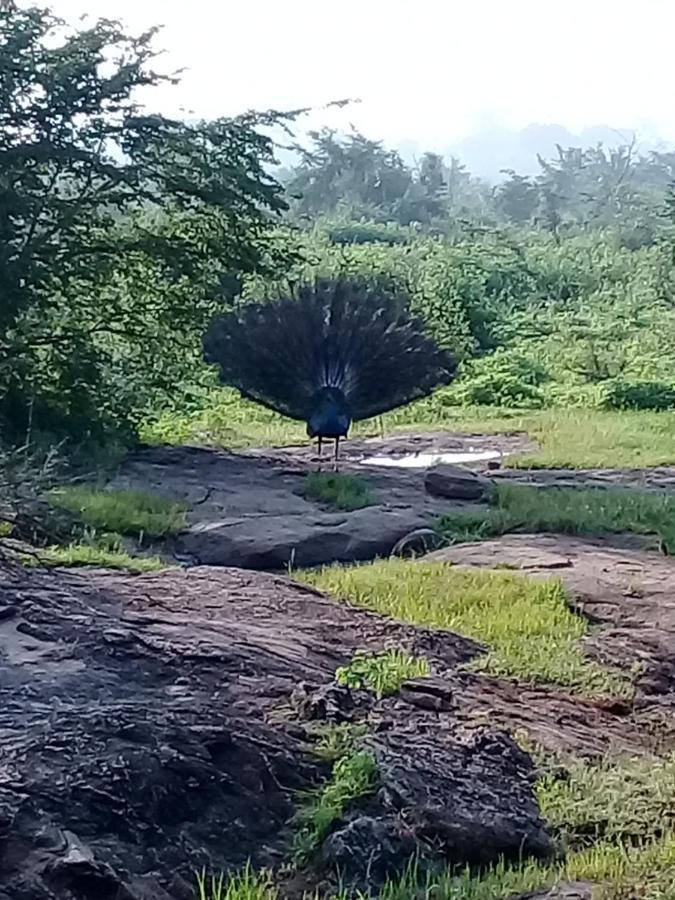 Janu Homestay Tangalle Buitenkant foto