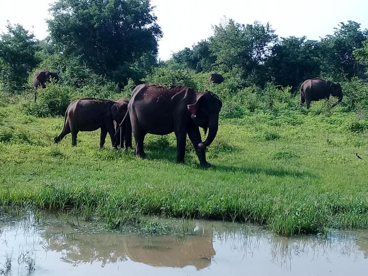 Janu Homestay Tangalle Buitenkant foto