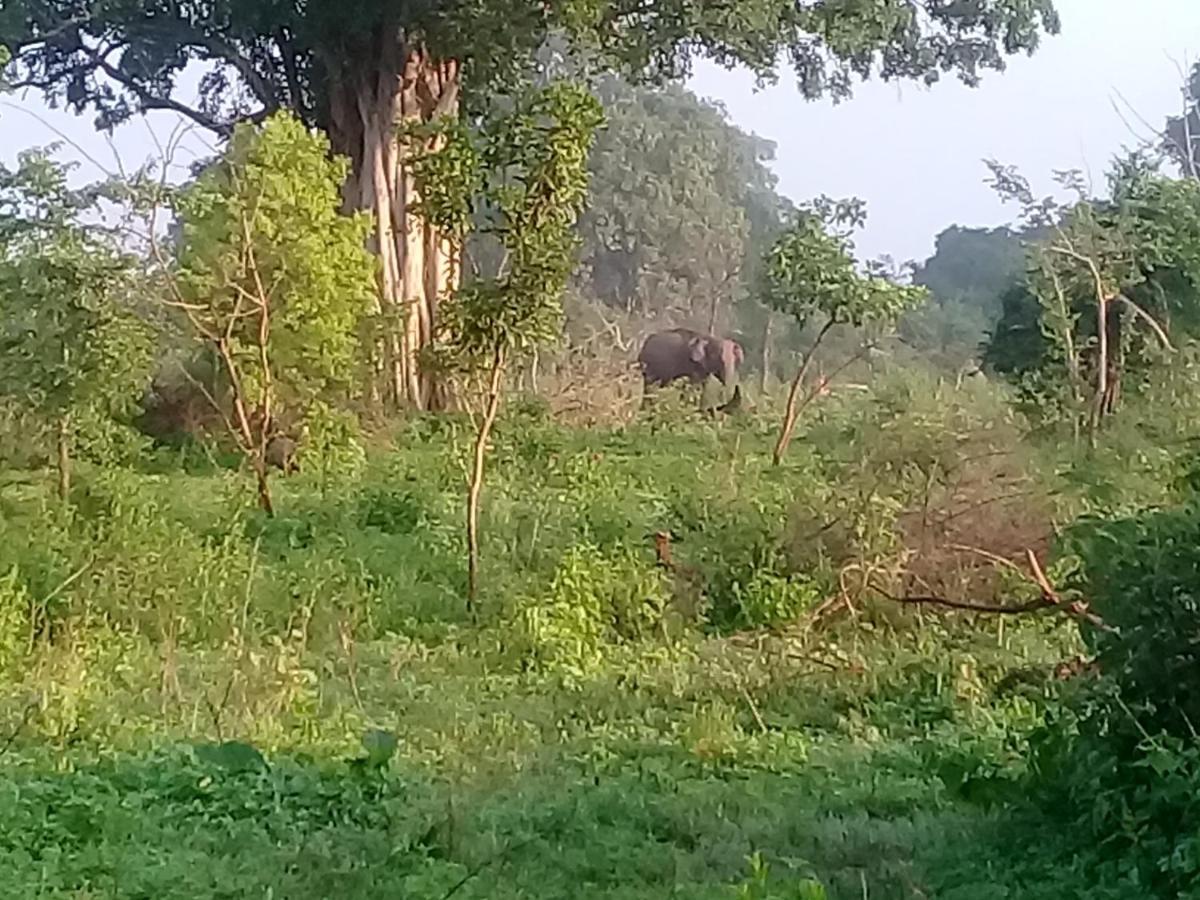 Janu Homestay Tangalle Buitenkant foto